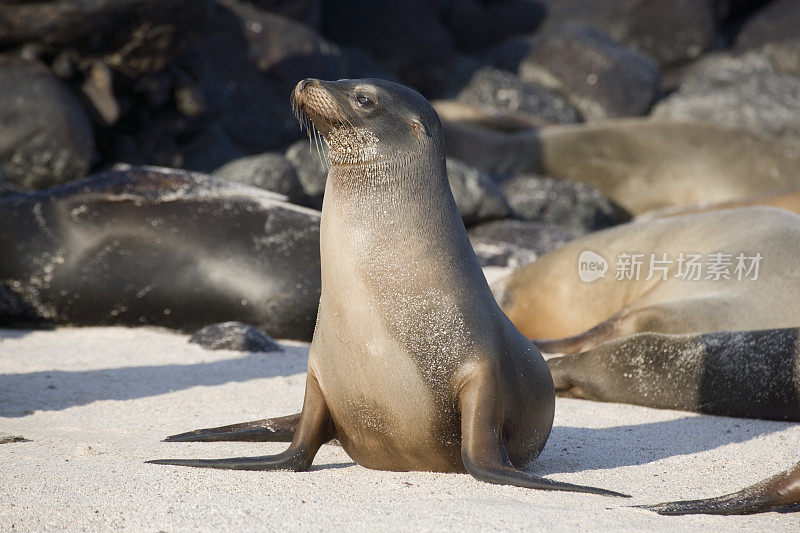 加拉帕戈斯海狮(Zalophus wollebacki)